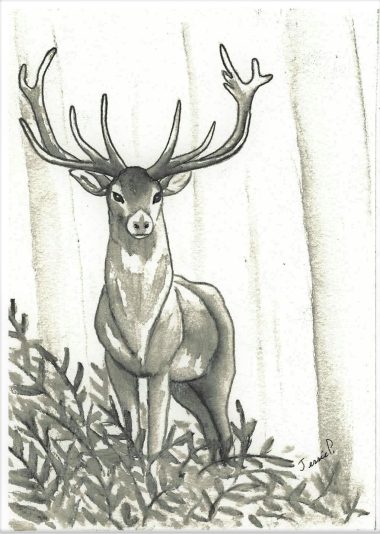 Cerf, crayons graphites aquarellables sur papier, 5''x7'', octobre 2017, no 09-002