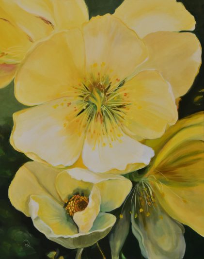 64.Héllébores