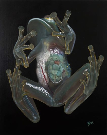 Glass Frog, 2020. Entier