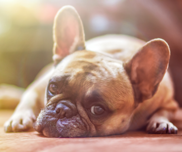 Bouledog