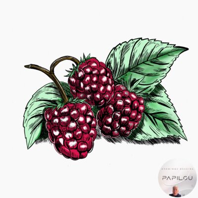 Dessin_123_20240502_iPad_Framboises