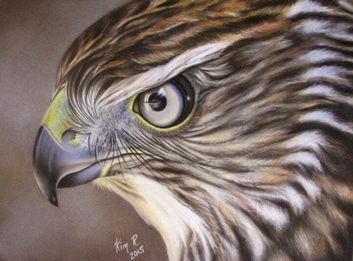Aigle