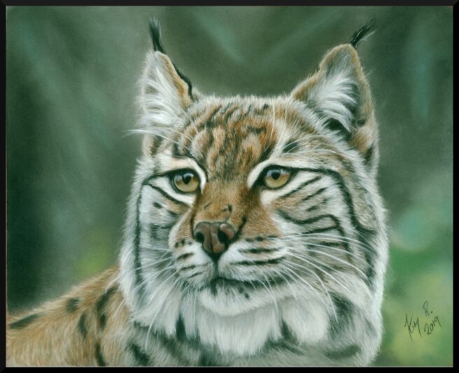 Lynx