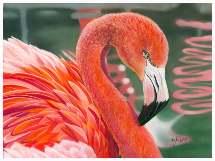 Flamant rose