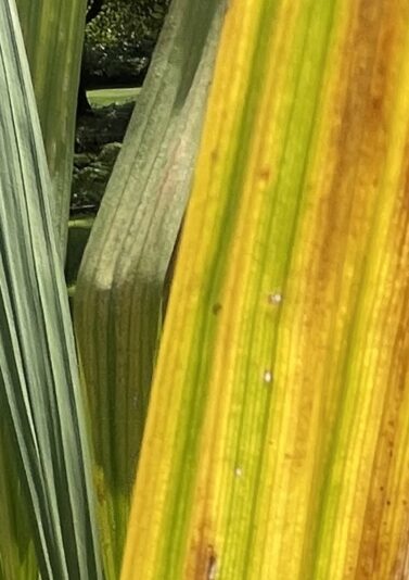 IMG_1666