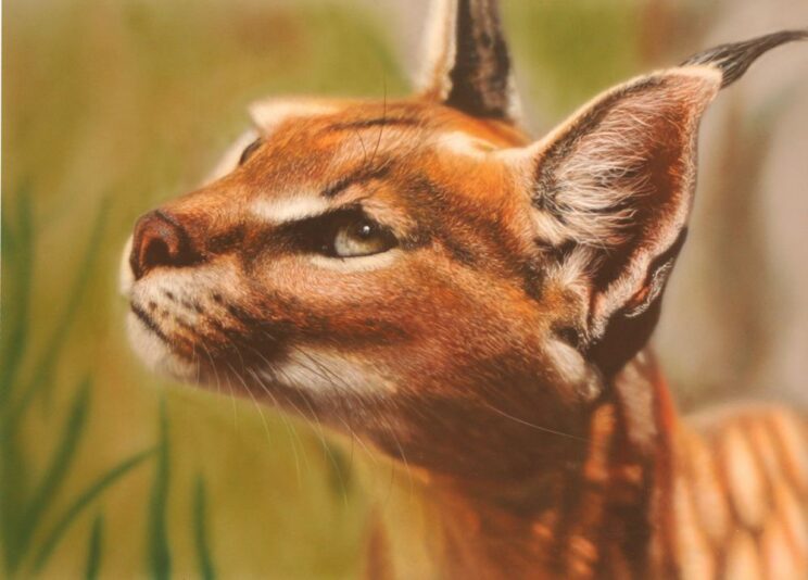 AA-Caracal