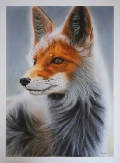AB-Renard