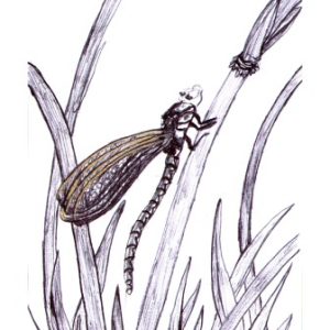 Photo de Profil de Sharène