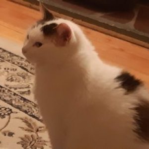 Photo de Profil de Monsieur Chaton