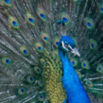 Photo de Profil de Chalem 3D